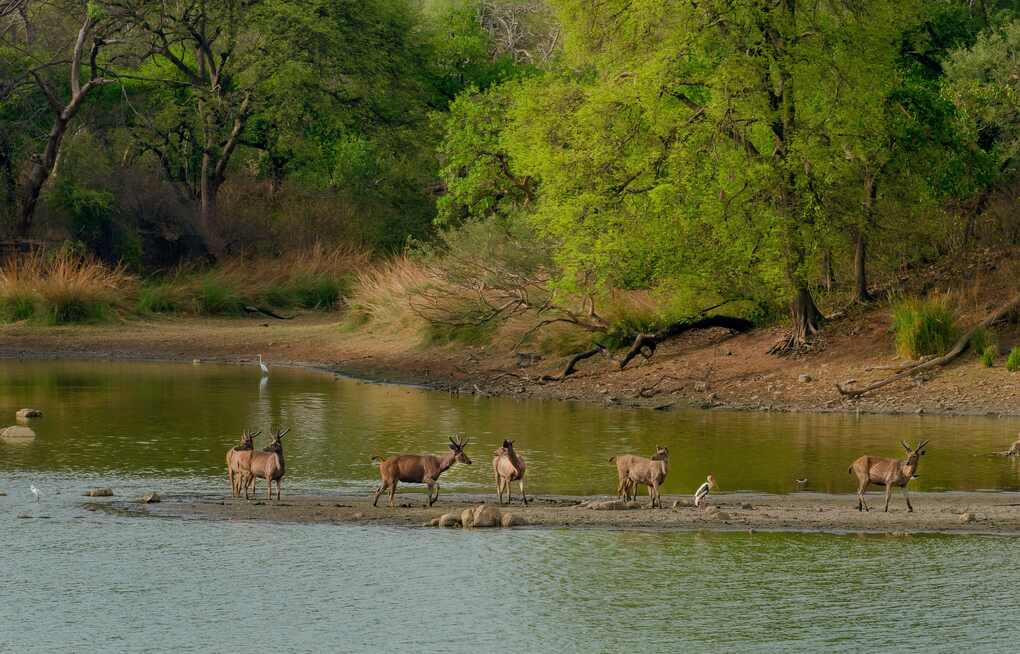 A family enjoying a wildlife safari in Pench National Park